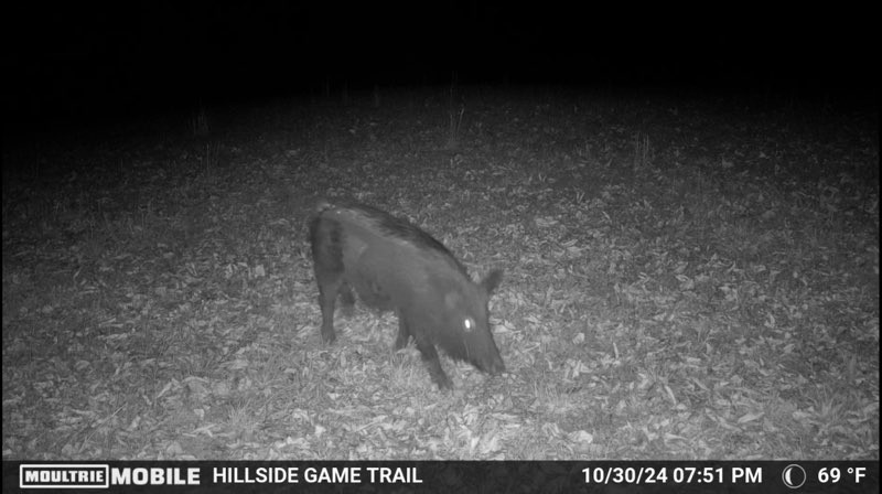 1005 Birdwell Road Red Boiling Springs, TN 37150 - Photo 54 of 59