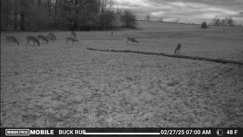 1005 Birdwell Road Red Boiling Springs, TN 37150 - Photo 57 of 59 a view of a dry yard