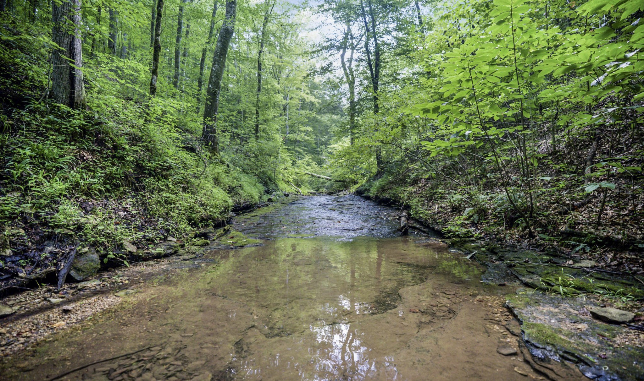 1005 Birdwell Road Red Boiling Springs, TN 37150 - Photo 6 of 59