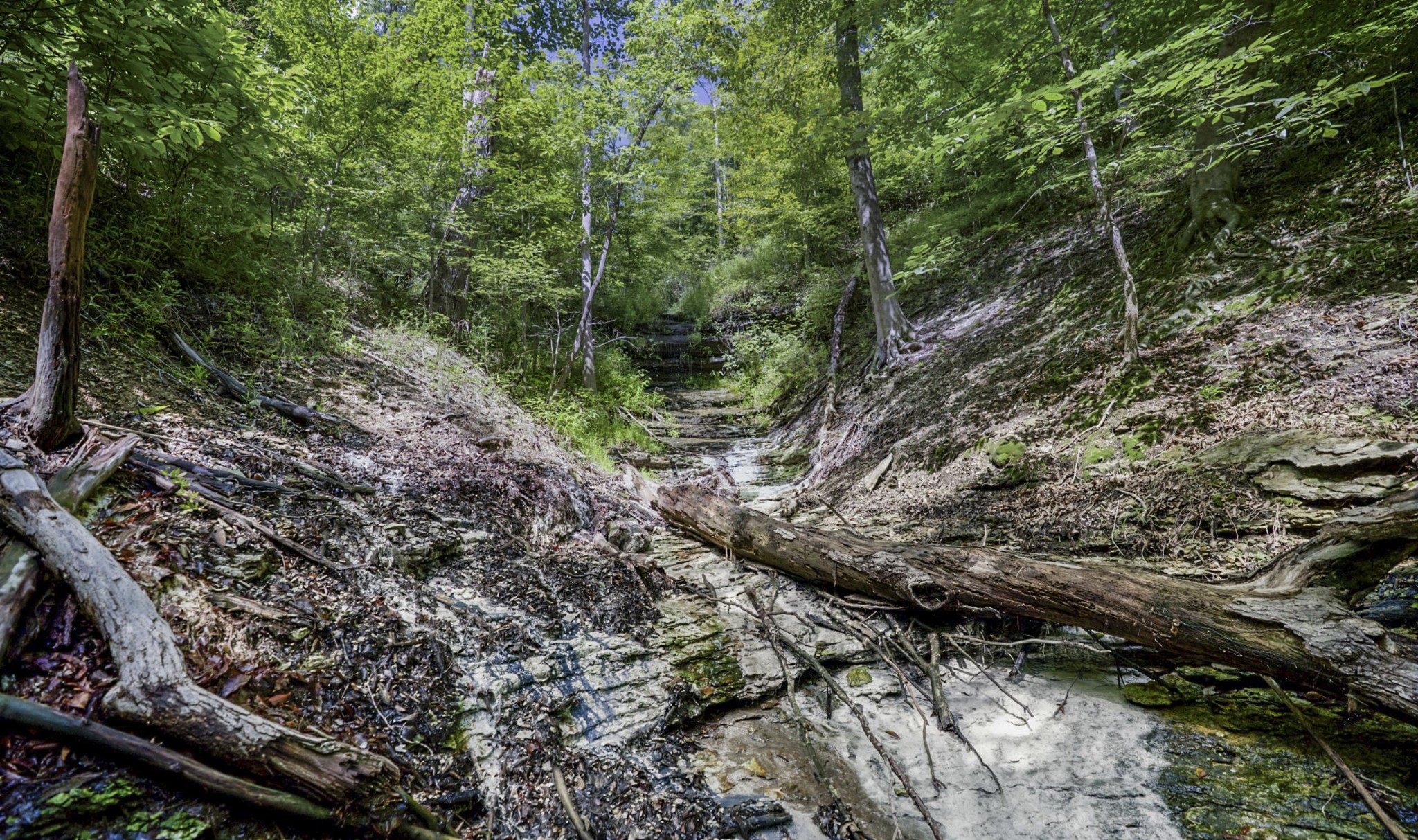 1005 Birdwell Road Red Boiling Springs, TN 37150 - Photo 7 of 59 a view of a forest filled with trees