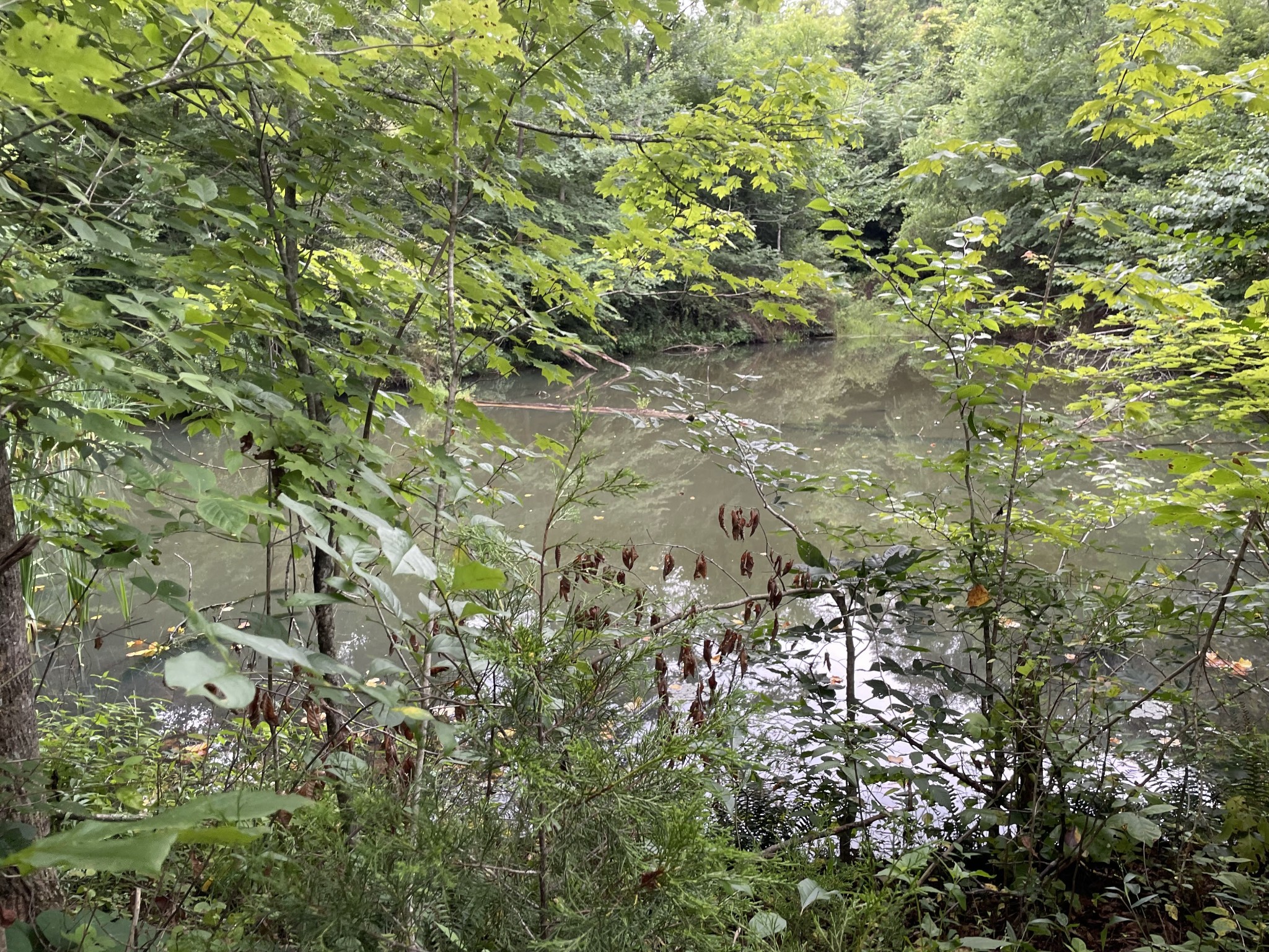 1005 Birdwell Road Red Boiling Springs, TN 37150 - Photo 9 of 59