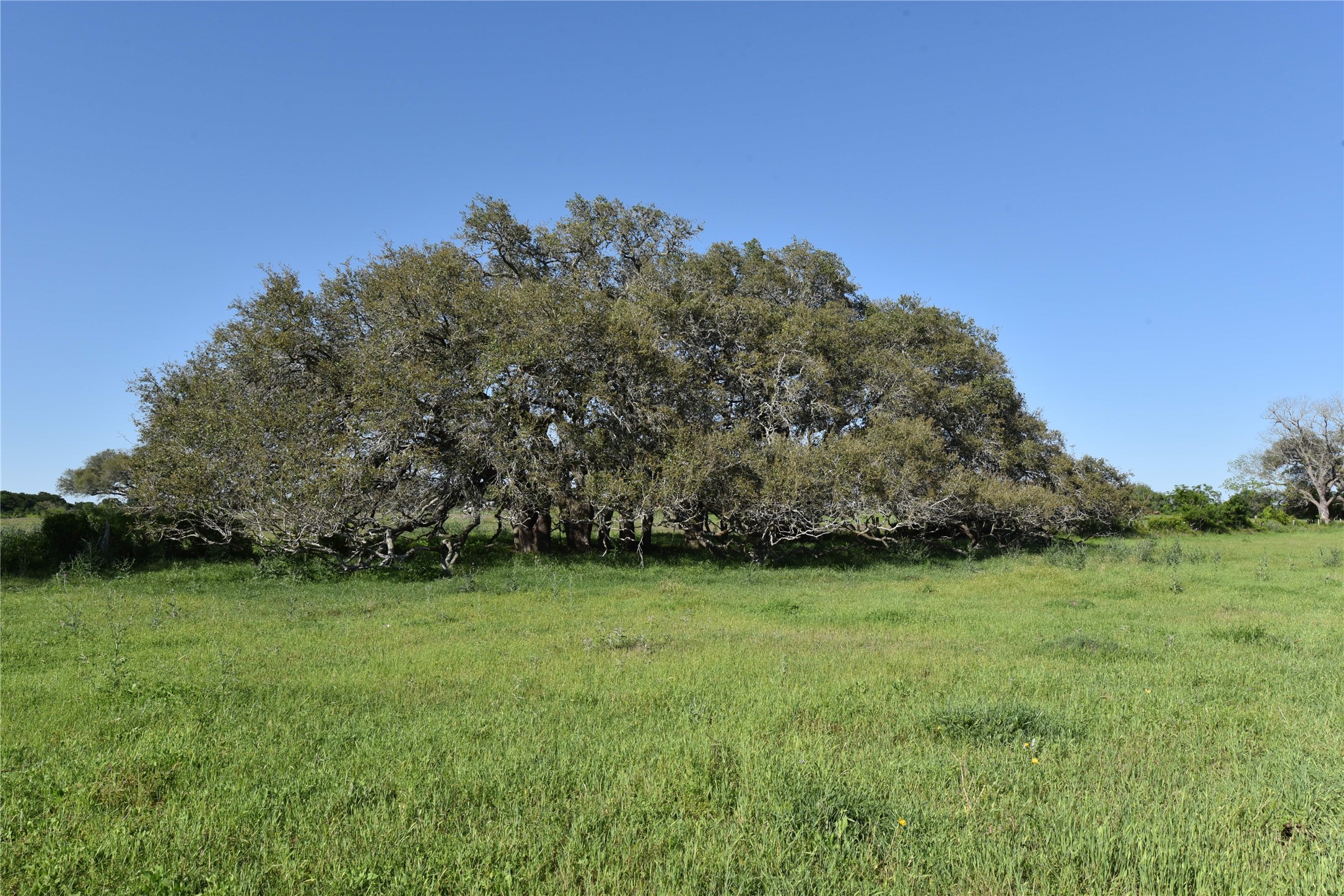 2231 US 90 Schulenburg, TX 78956 - Photo 25 of 31 a view of a green yard