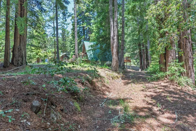 a view of a yard with a tree