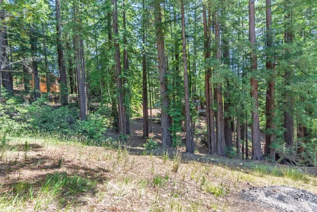 a view of a backyard with plants and large trees