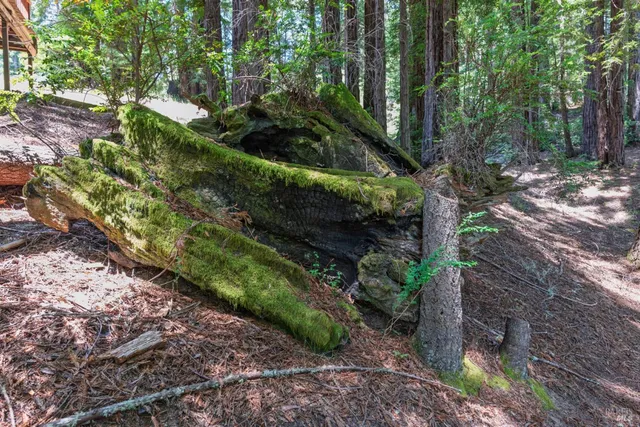 a view of a tree in a yard