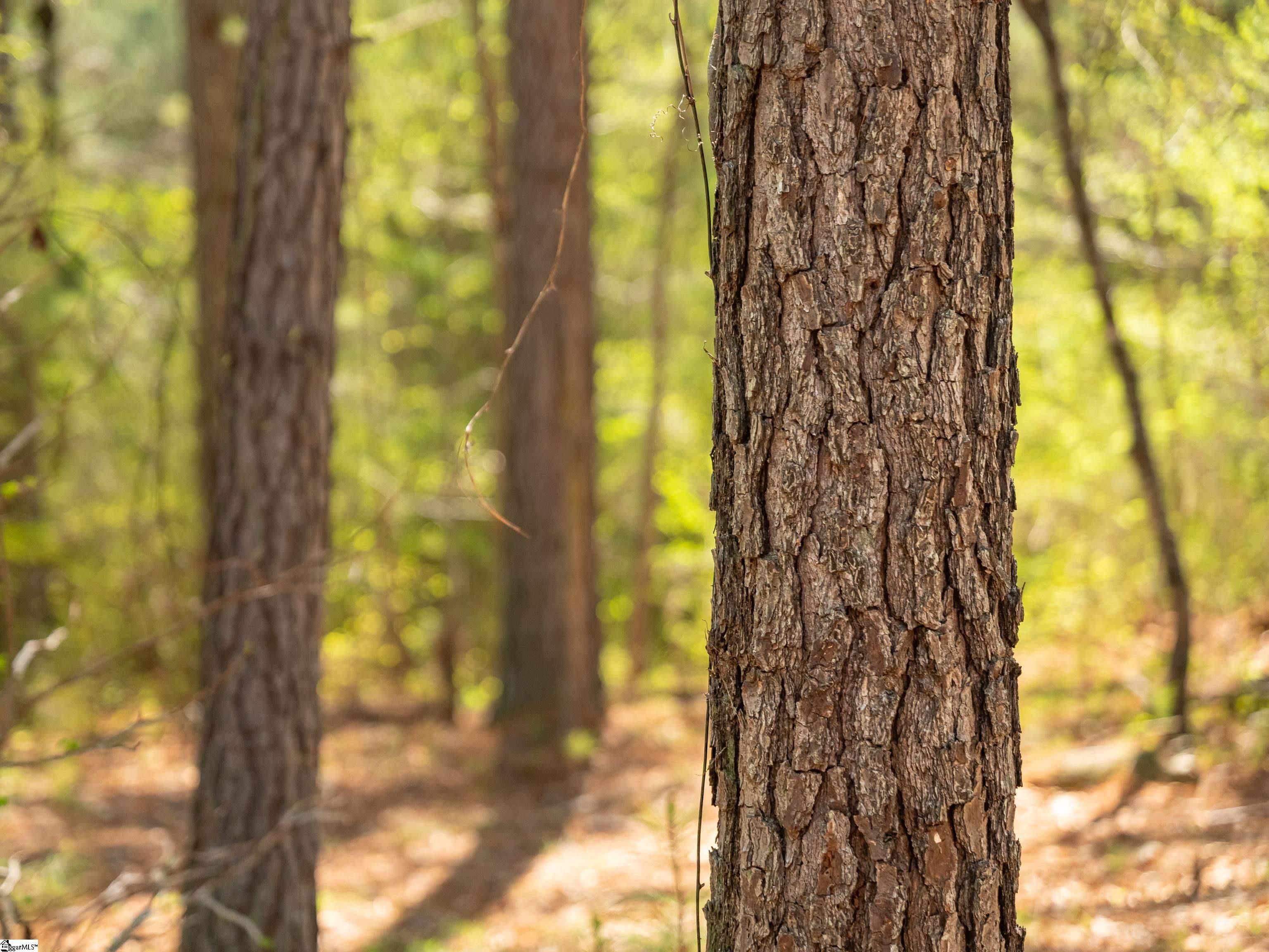 0 Mill Pine Road Central, SC 29630 - Photo 22 of 35