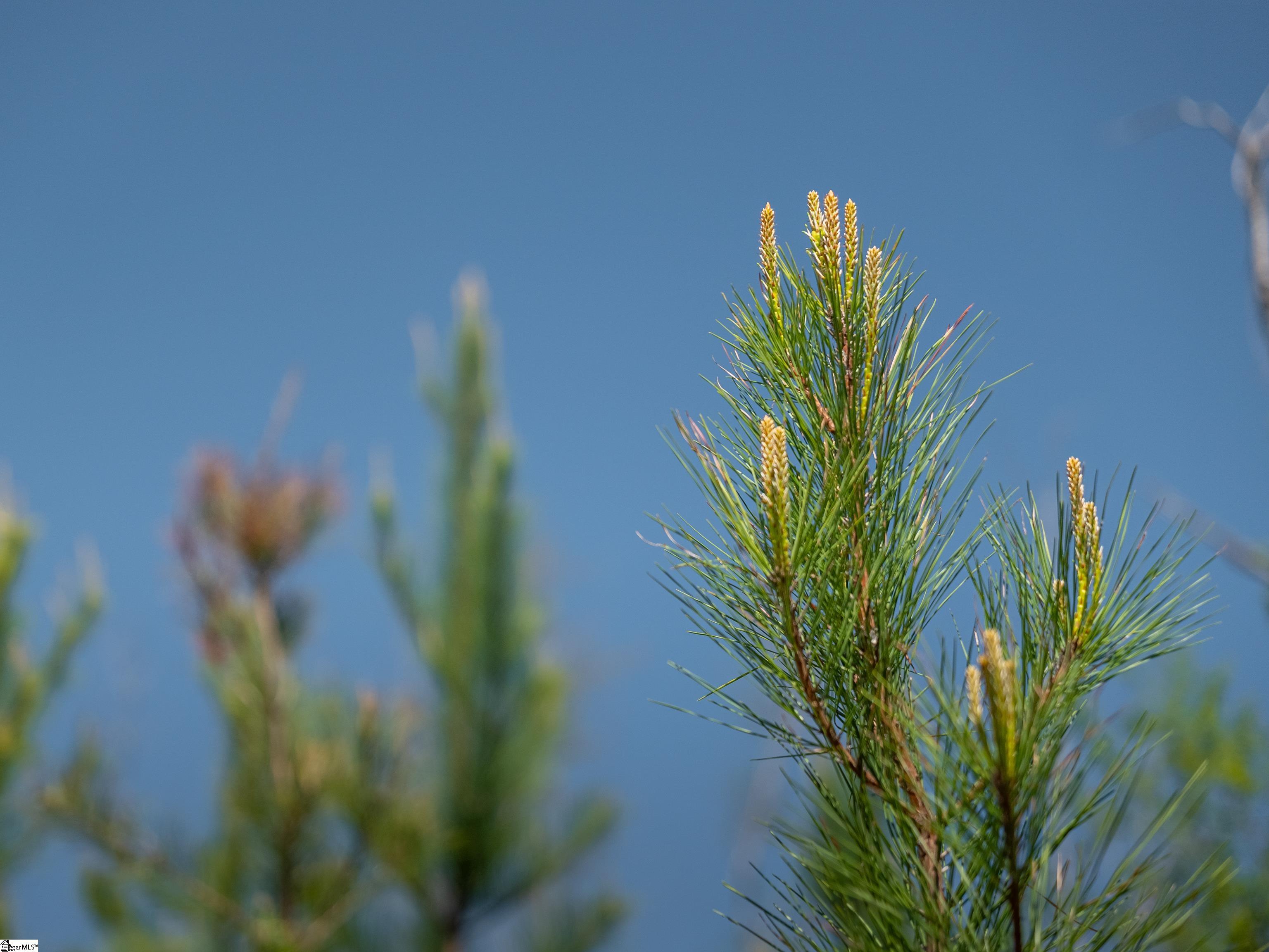 0 Mill Pine Road Central, SC 29630 - Photo 27 of 35