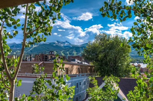 a view of a garden with plants