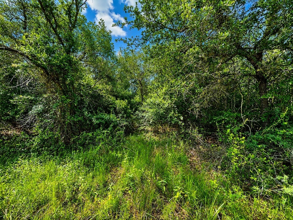 Tbd Water Oak Road Columbus, TX 78934 - Photo 7 of 14