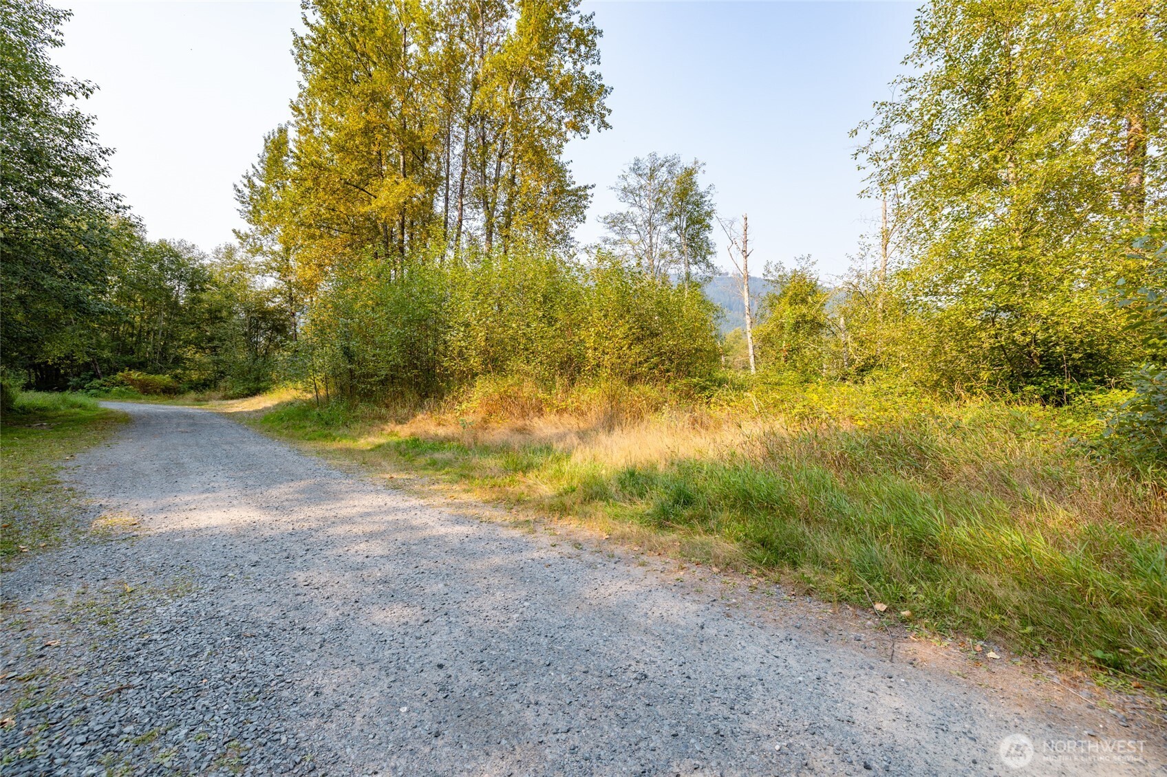 5295 Wickersham Road Acme, WA 98220 - Photo 6 of 12 a view of dirt yard with a large tree