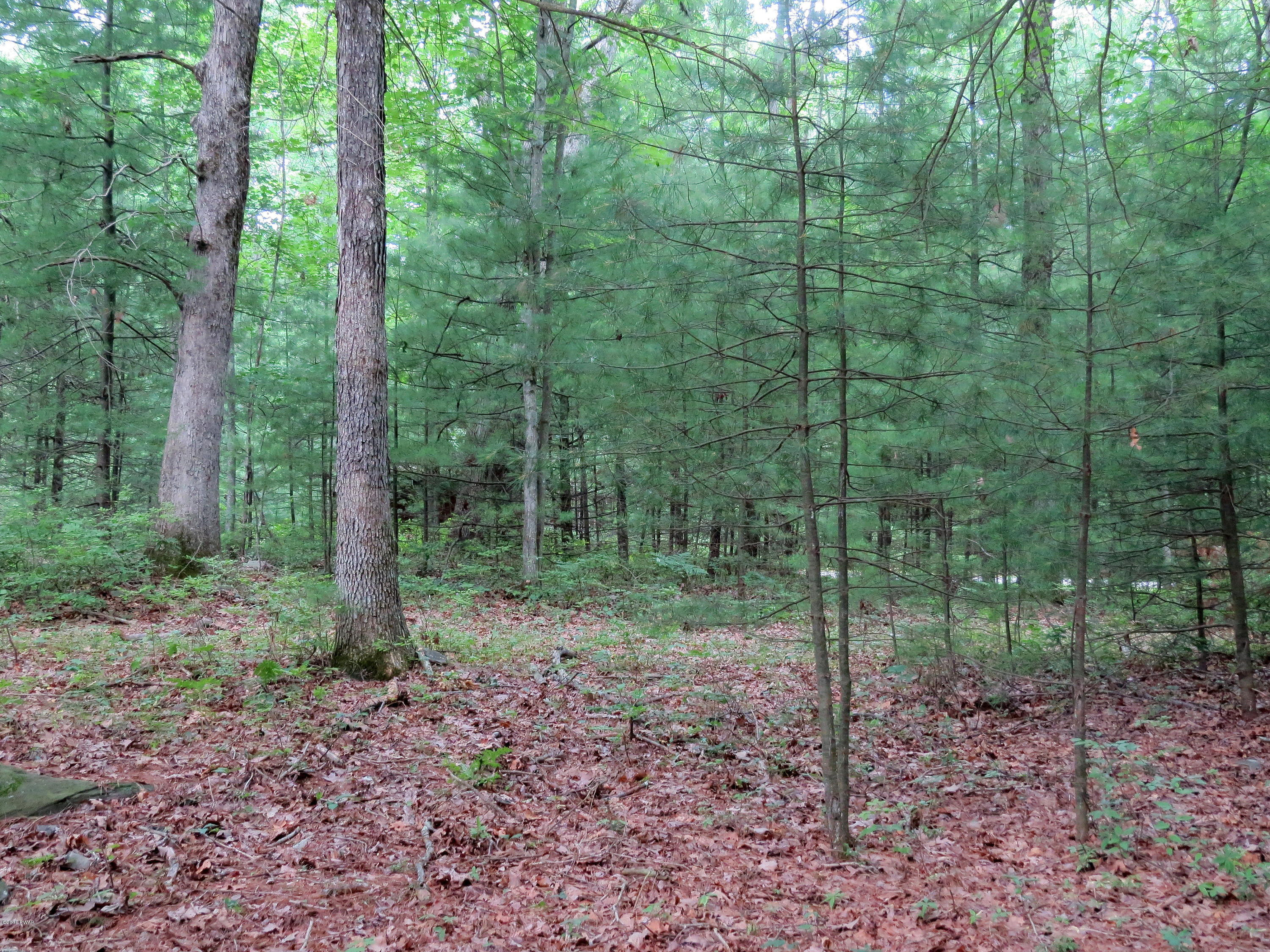 124 Pine Road Hawley, PA 18428 - Photo 37 of 46 woods