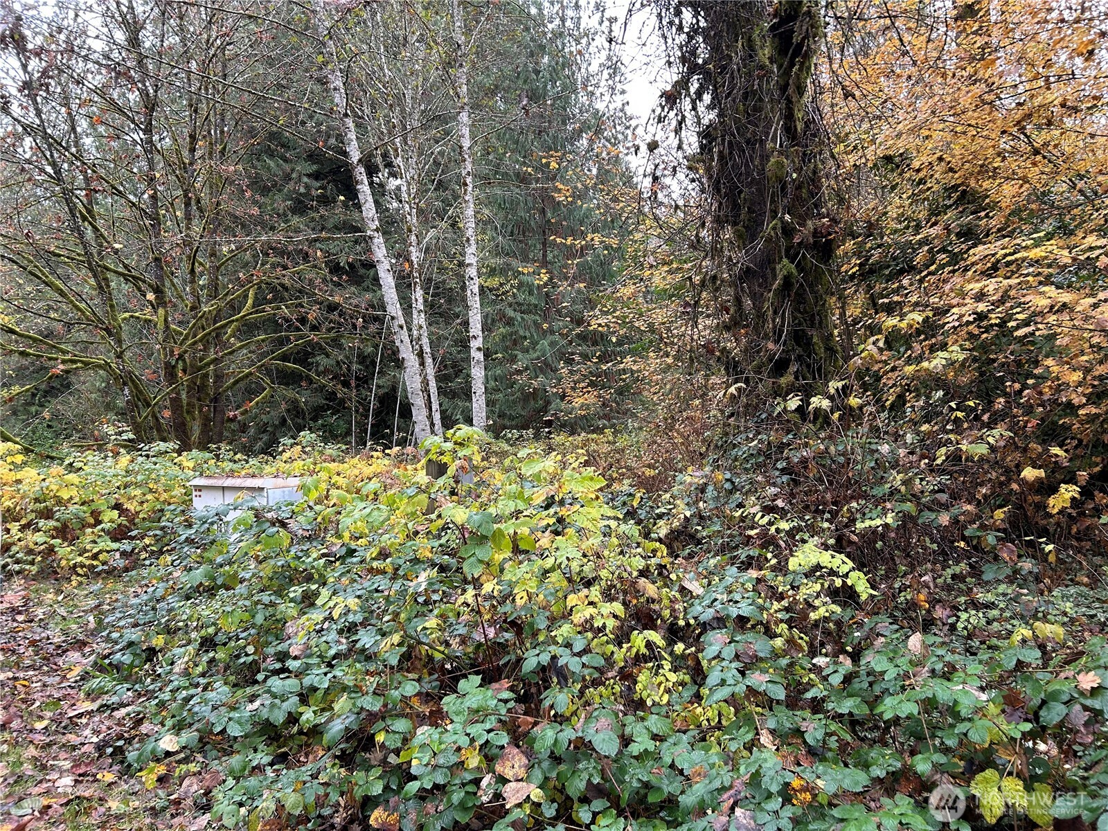 a view of house with a tree