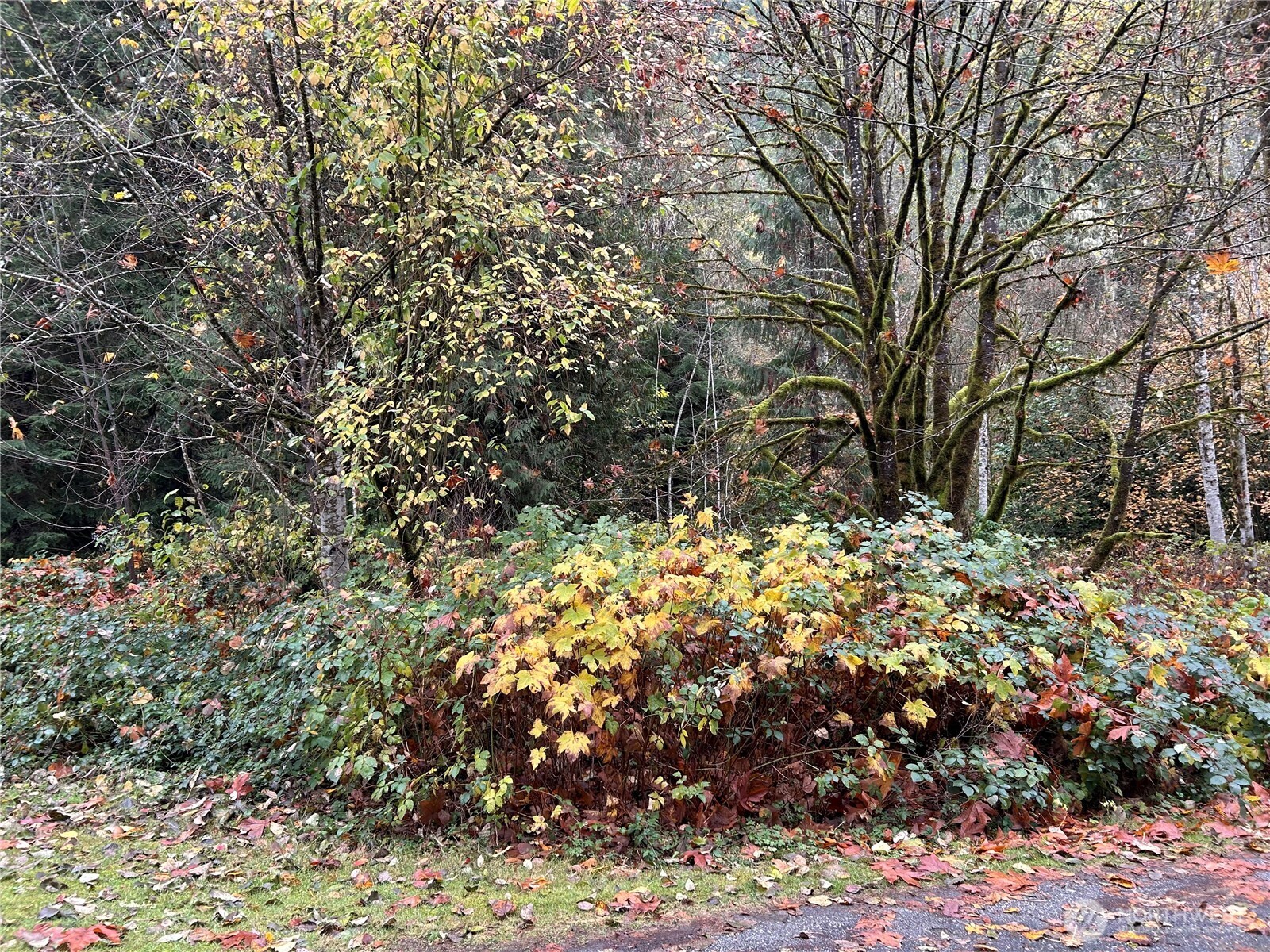 54165 Steelhead Landing Road Concrete, WA 98237 - Photo 3 of 4