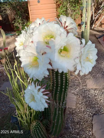 $525,000 | 4529 East Bermuda Street, Tucson, AZ 85712