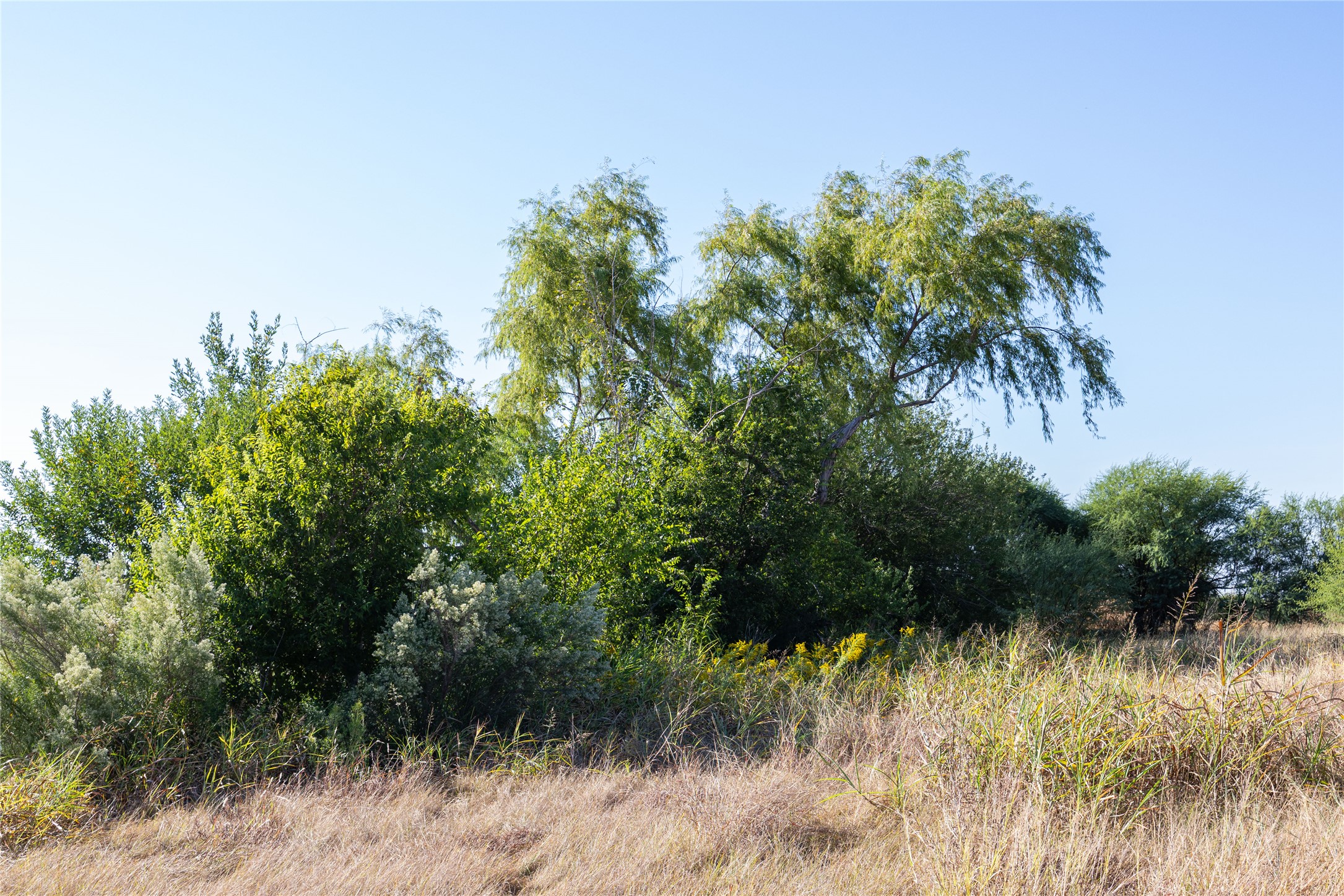 6868 Pfeil Road Schertz, TX 78154 - Photo 16 of 16 A Few Of The Trees in the Pond Area