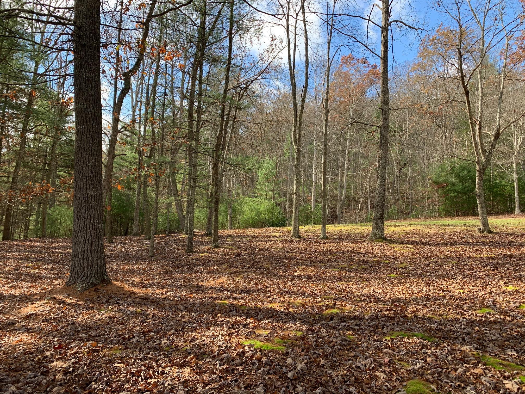 79 Deer Run Road Gap Mills, WV 24941 - Photo 8 of 70 Gallery Image 8