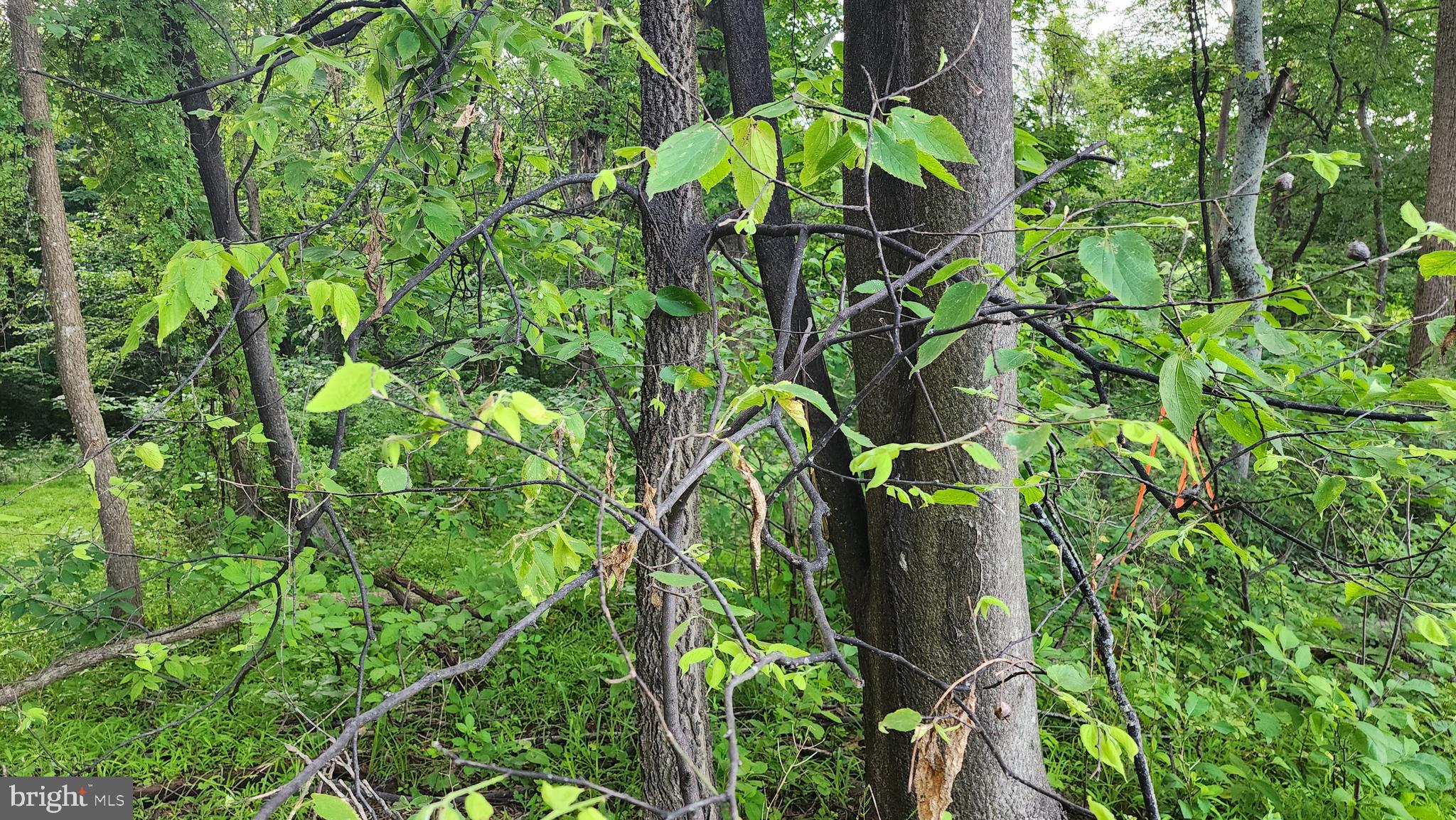 50 Oak Ridge Trail Fairfield, PA 17320 - Photo 2 of 8 Right corner (marked with pink tape on trees