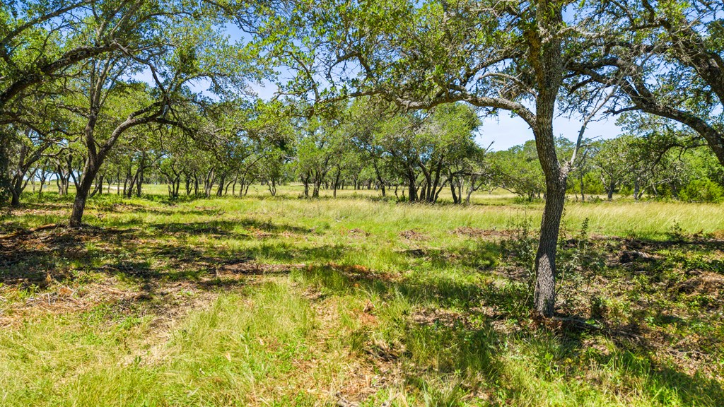 674 Windmill Ridge Drive Blanco, TX 78606 - Photo 13 of 13 a view of a yard with a tree