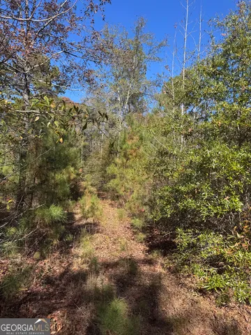 a view of a plants with large trees