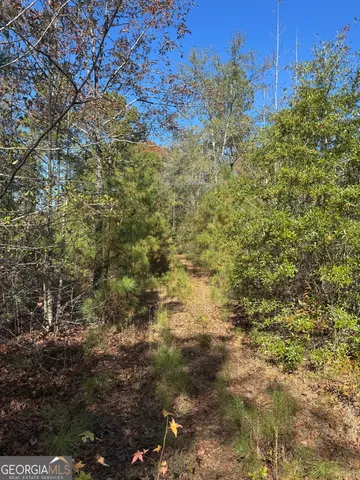 a view of a plants with large trees