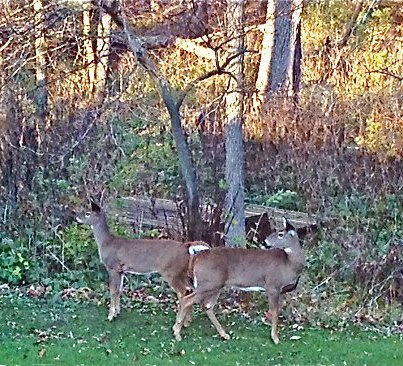268 Stonegate Road Cary, IL 60013 - Photo 35 of 35 a view of a backyard with sitting area