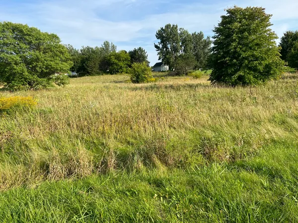 a view of a yard with an trees