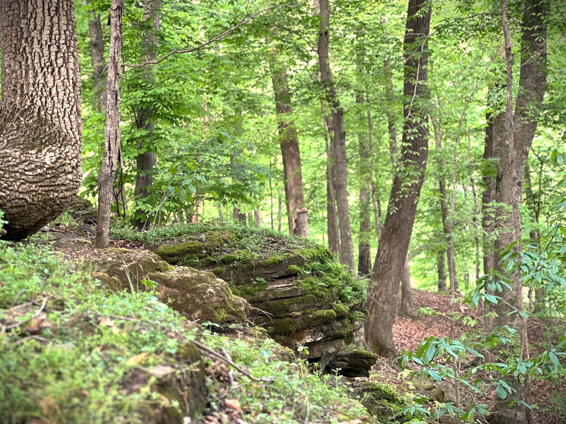 0 3 Island Road Walling, TN 38587 - Photo 3 of 55 Gallery Image 3