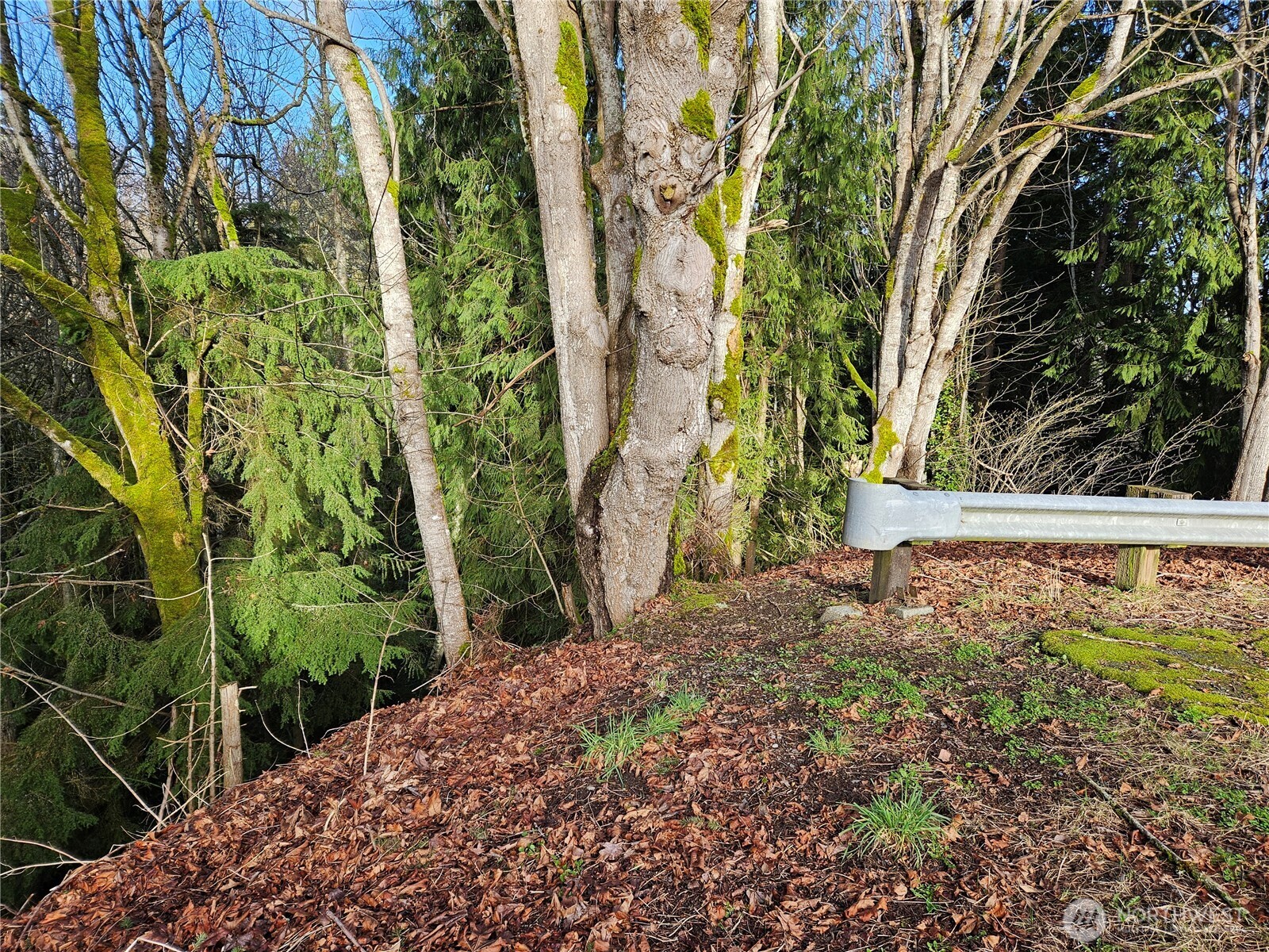 9999 East 5th Street Port Angeles, WA 98362 - Photo 11 of 17 a view of a yard with plants