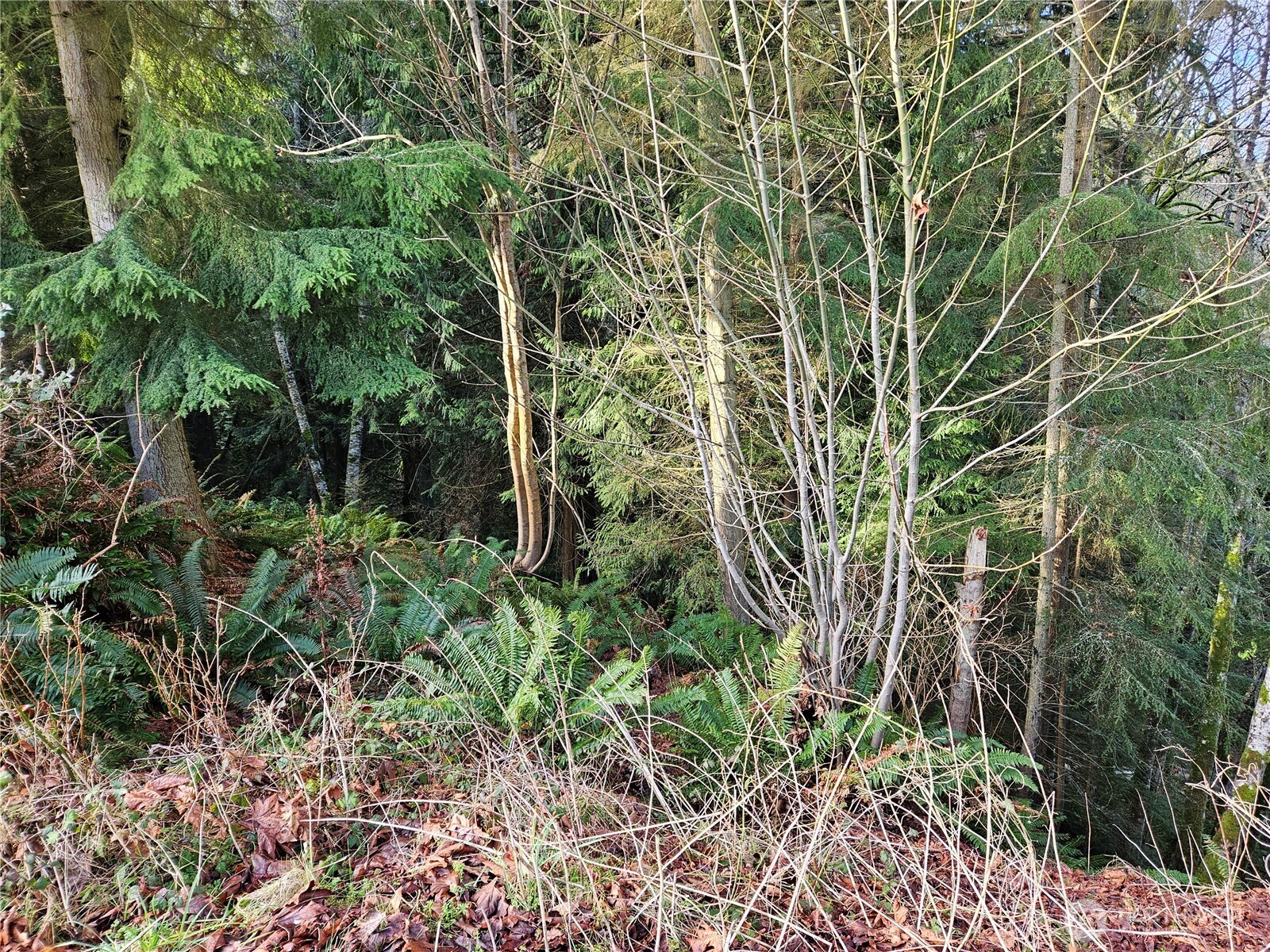 9999 East 5th Street Port Angeles, WA 98362 - Photo 5 of 17 a view of a garden