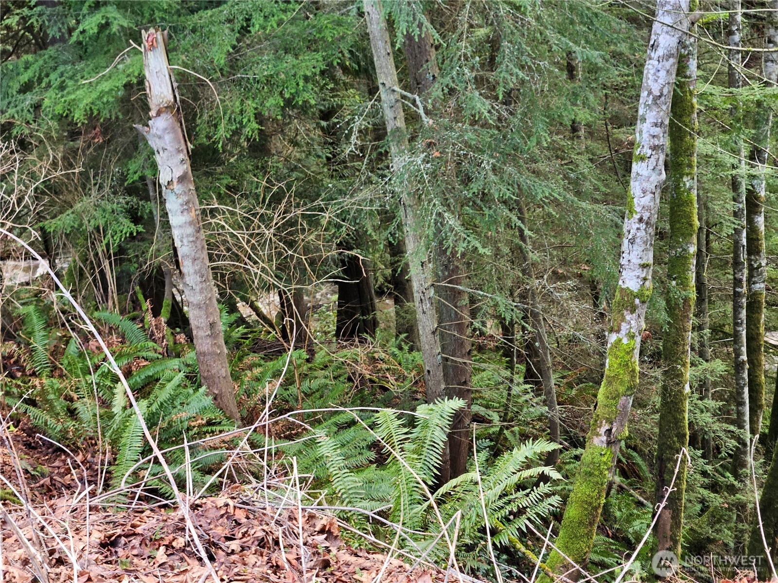 9999 East 5th Street Port Angeles, WA 98362 - Photo 6 of 17 view of a garden