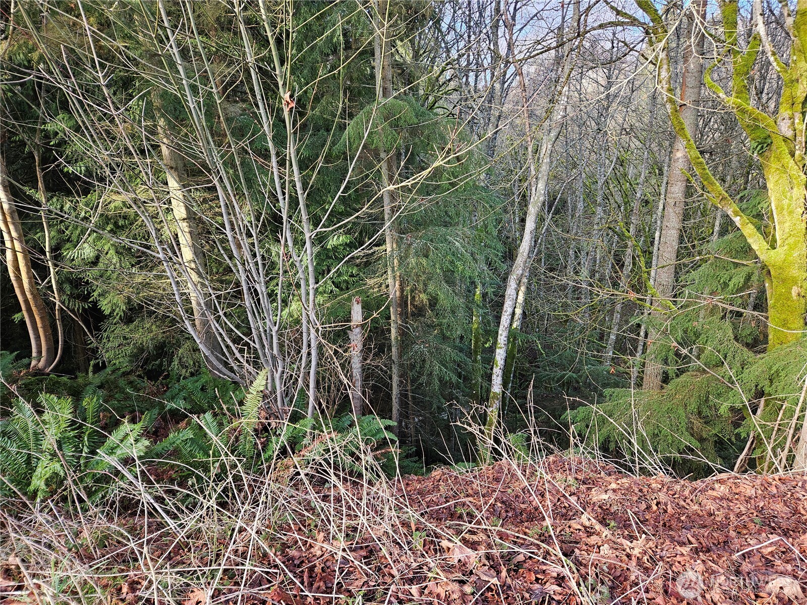 9999 East 5th Street Port Angeles, WA 98362 - Photo 8 of 17 a backyard of a house with lots of green space