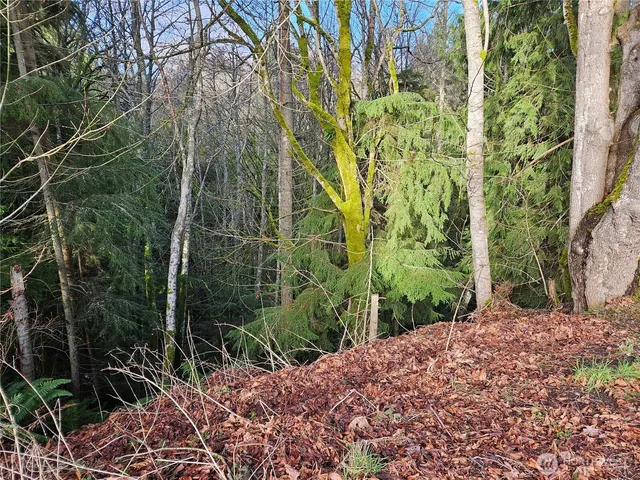 a view of a yard with plants