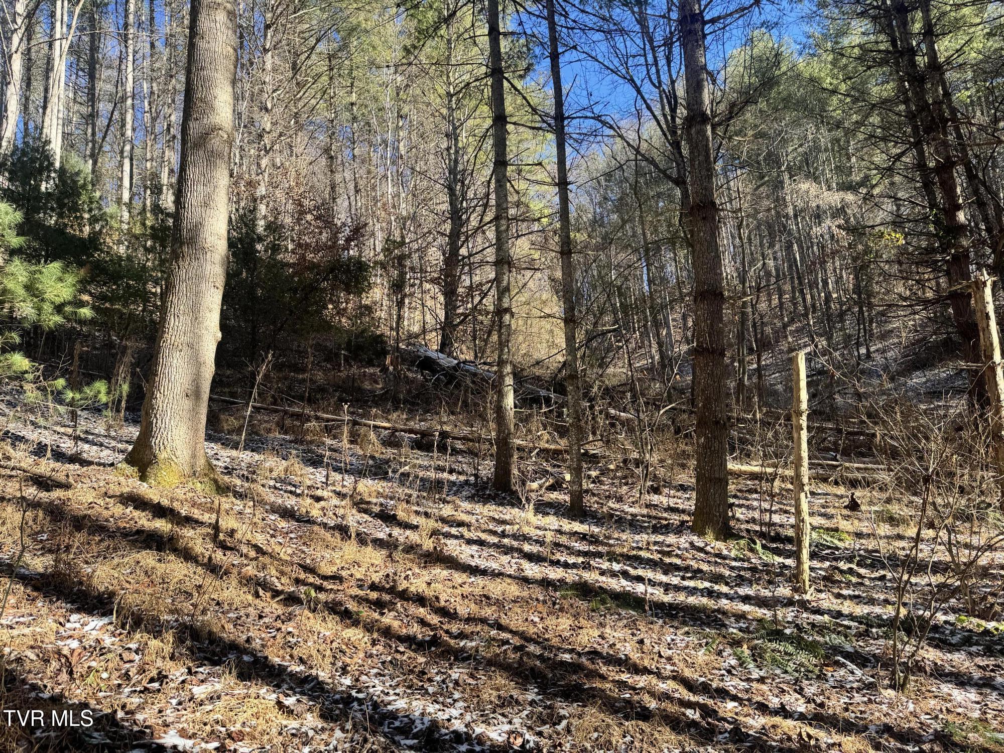 0 Clear Branch Road Erwin, TN 37650 - Photo 16 of 45 IMG_5048