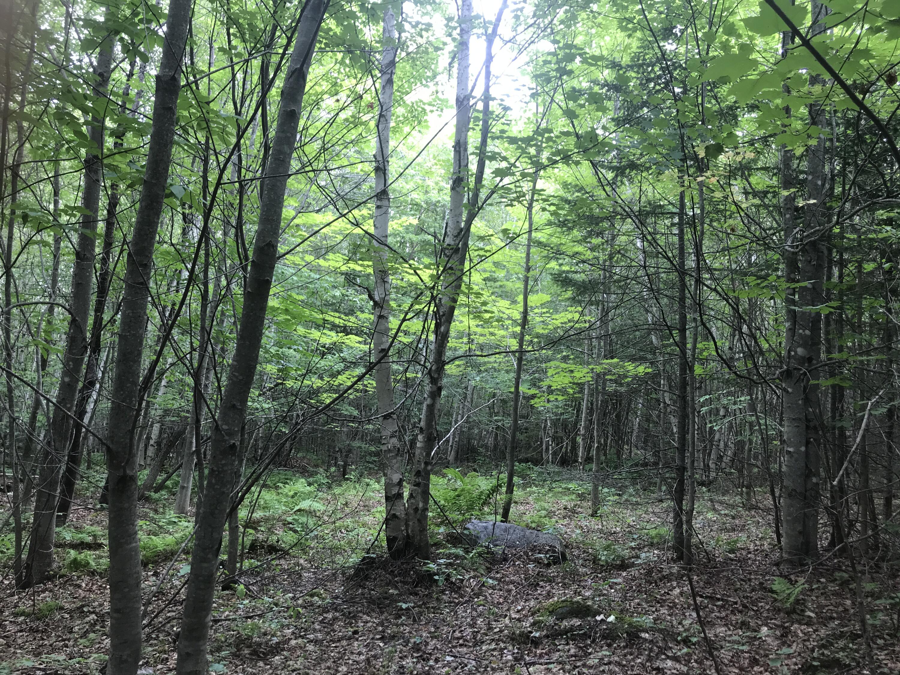 Tbd Millay Hill Road Kingfield, ME 04947 - Photo 1 of 20 Nice clearing