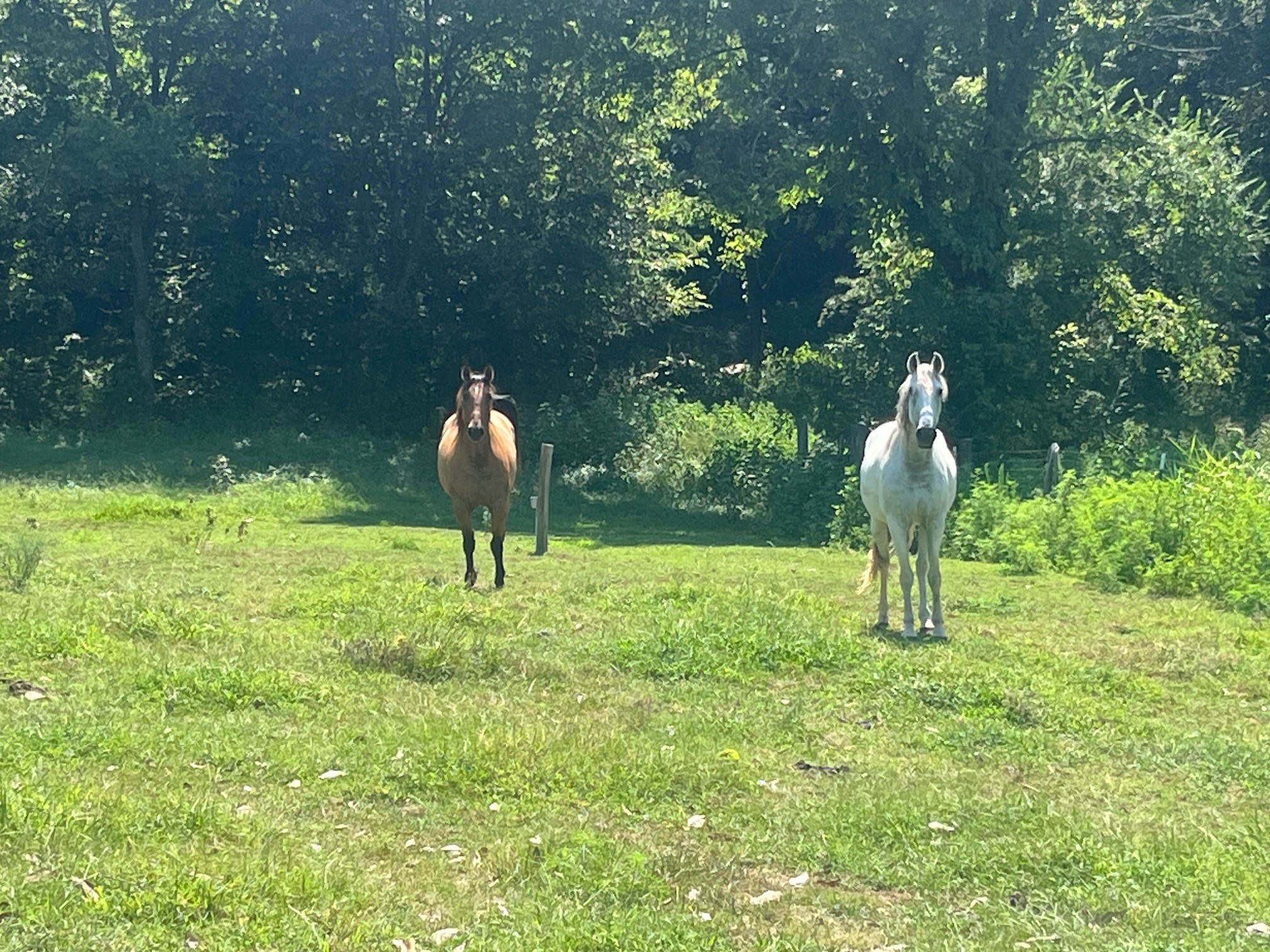 1450 Donna Road Lewisburg, TN 37091 - Photo 24 of 33 a swimming pool with a yard and outdoor seating