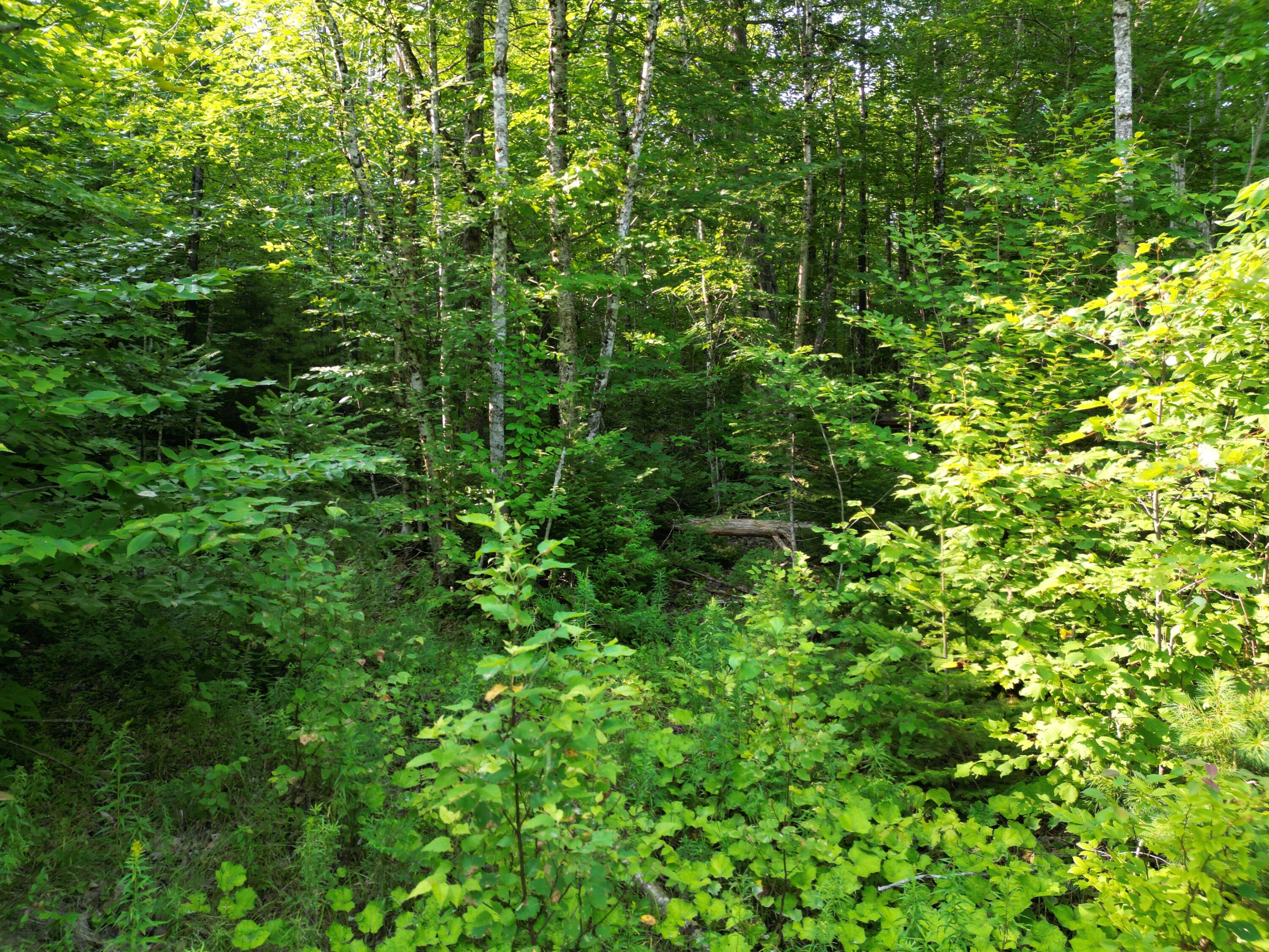 Lot 12 West Road Springfield, ME 04487 - Photo 12 of 12 DJI_0008