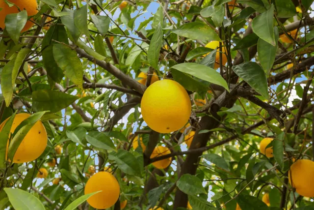 a view of a tree with a plant