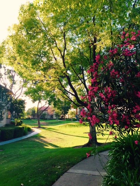 417 Kenbrook Circle San Jose, CA 95111 - Photo 21 of 22 a view of a house with a big yard and large trees