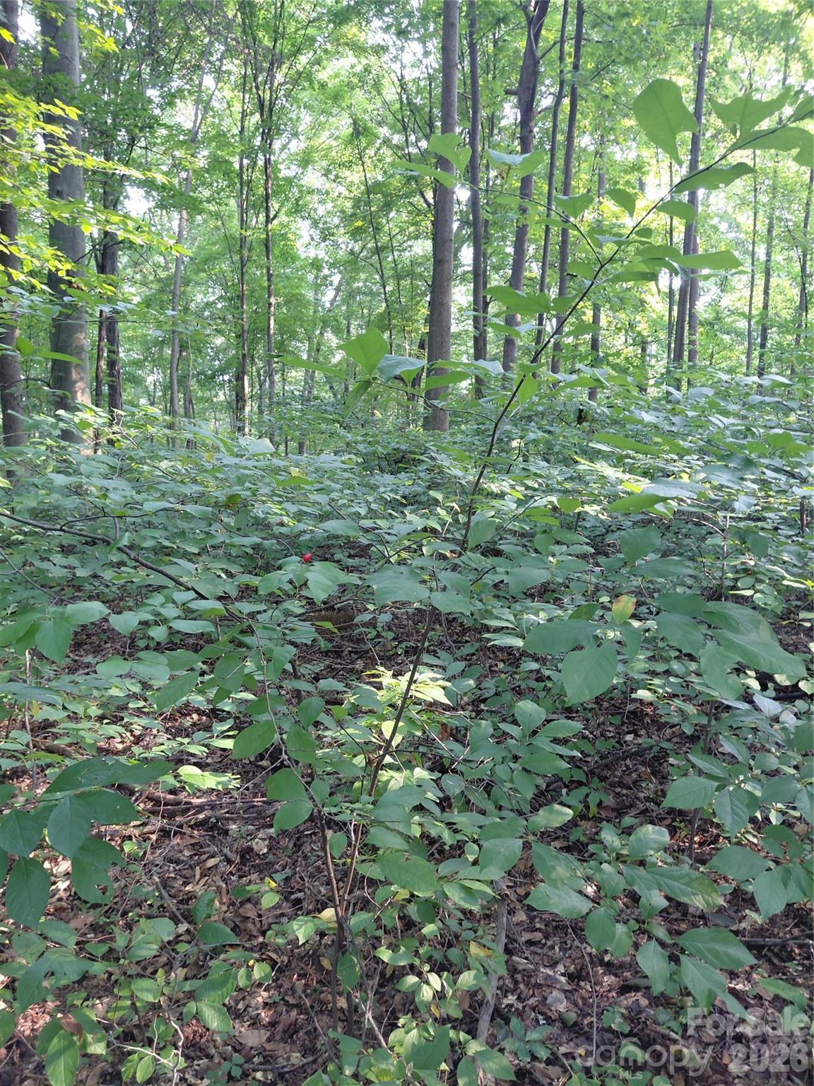 0 Stratton Farm Road Huntersville, NC 28078 - Photo 2 of 4 Gallery Image 2