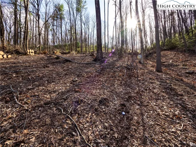 a view of a plants in a forest
