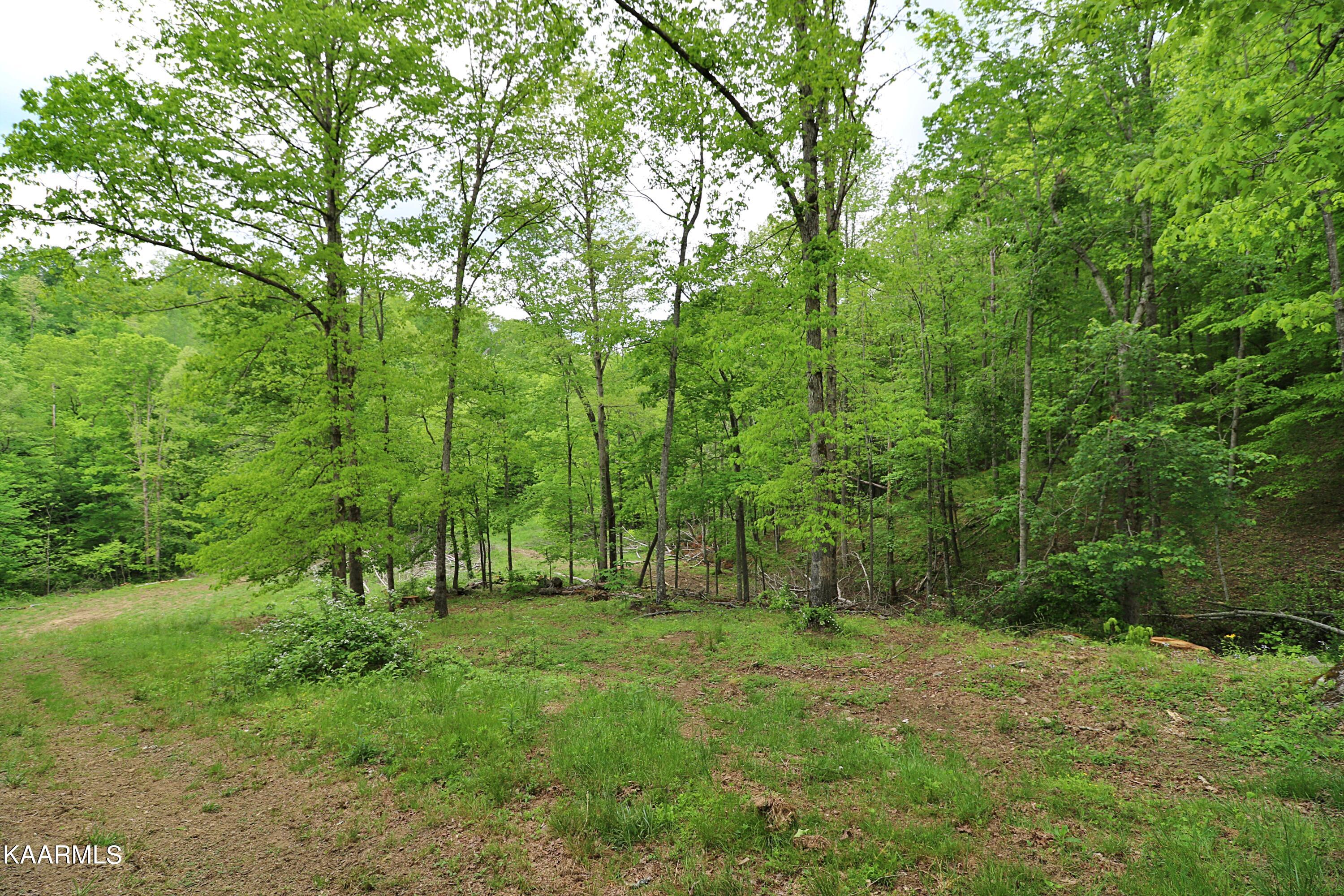 570 McCartt Road Robbins, TN 37852 - Photo 41 of 57 094A9731