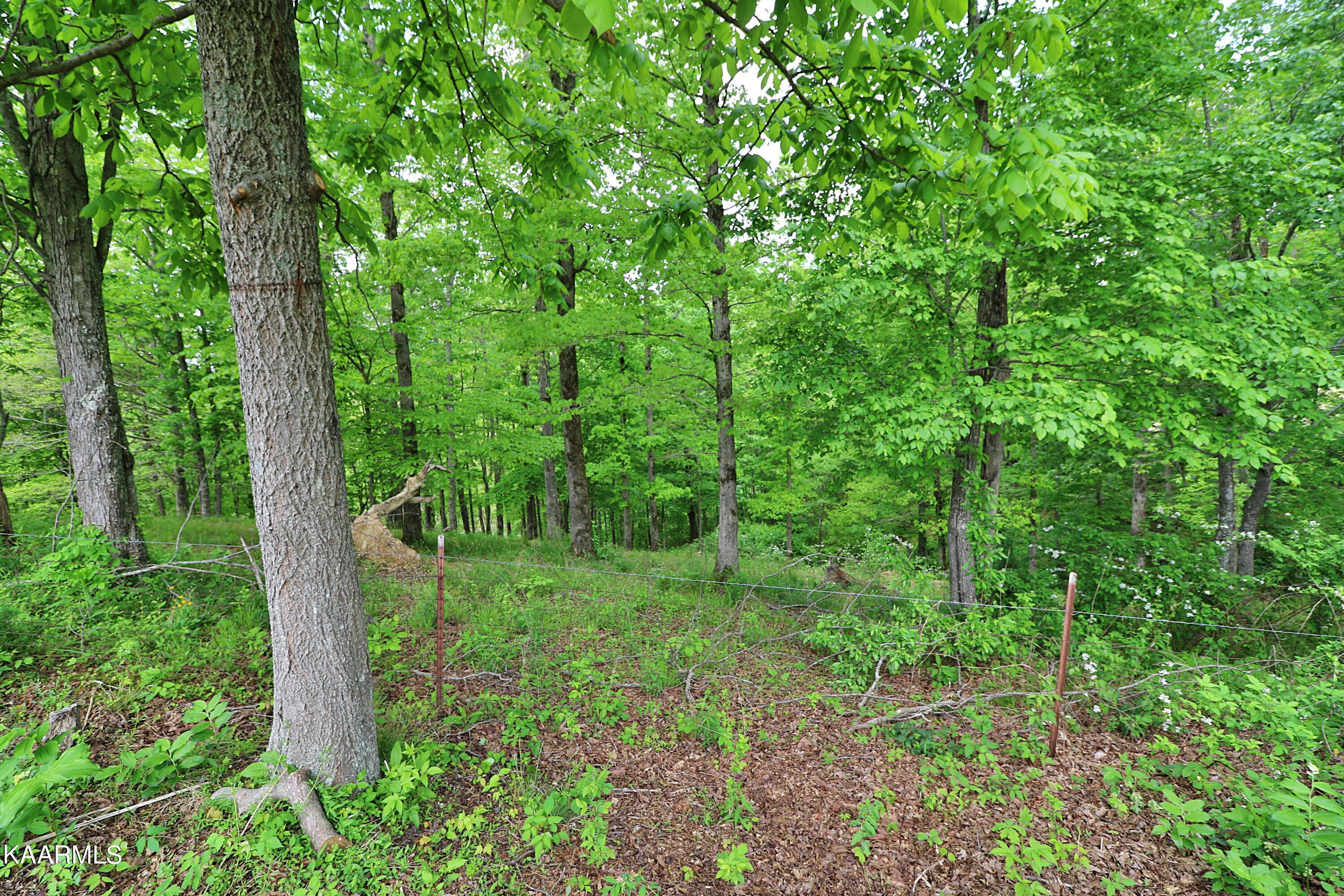 570 McCartt Road Robbins, TN 37852 - Photo 46 of 57 094A9708