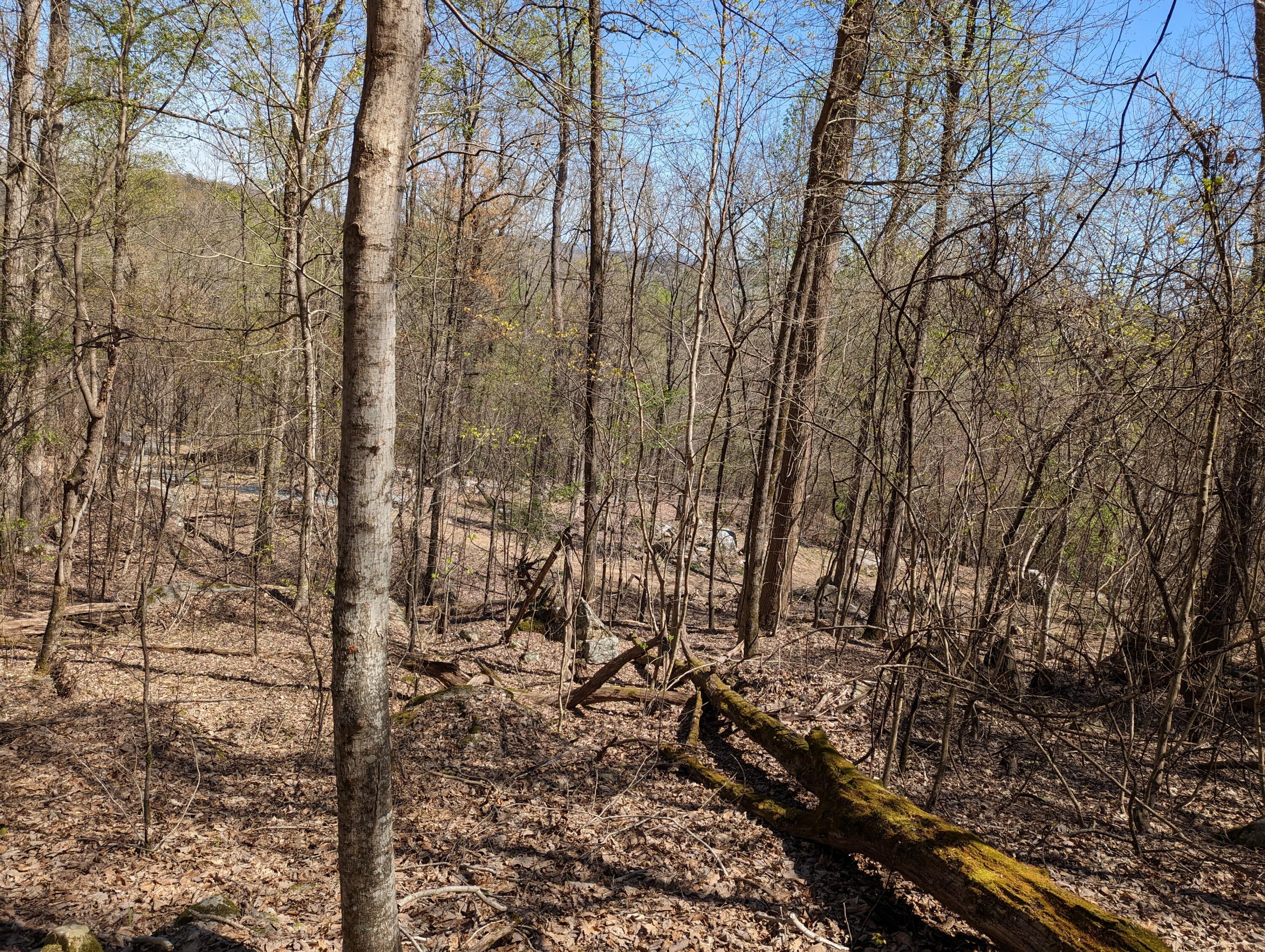 10688 Pine Hill Road McDonald, TN 37353 - Photo 12 of 49 One of the thinned sections of woods