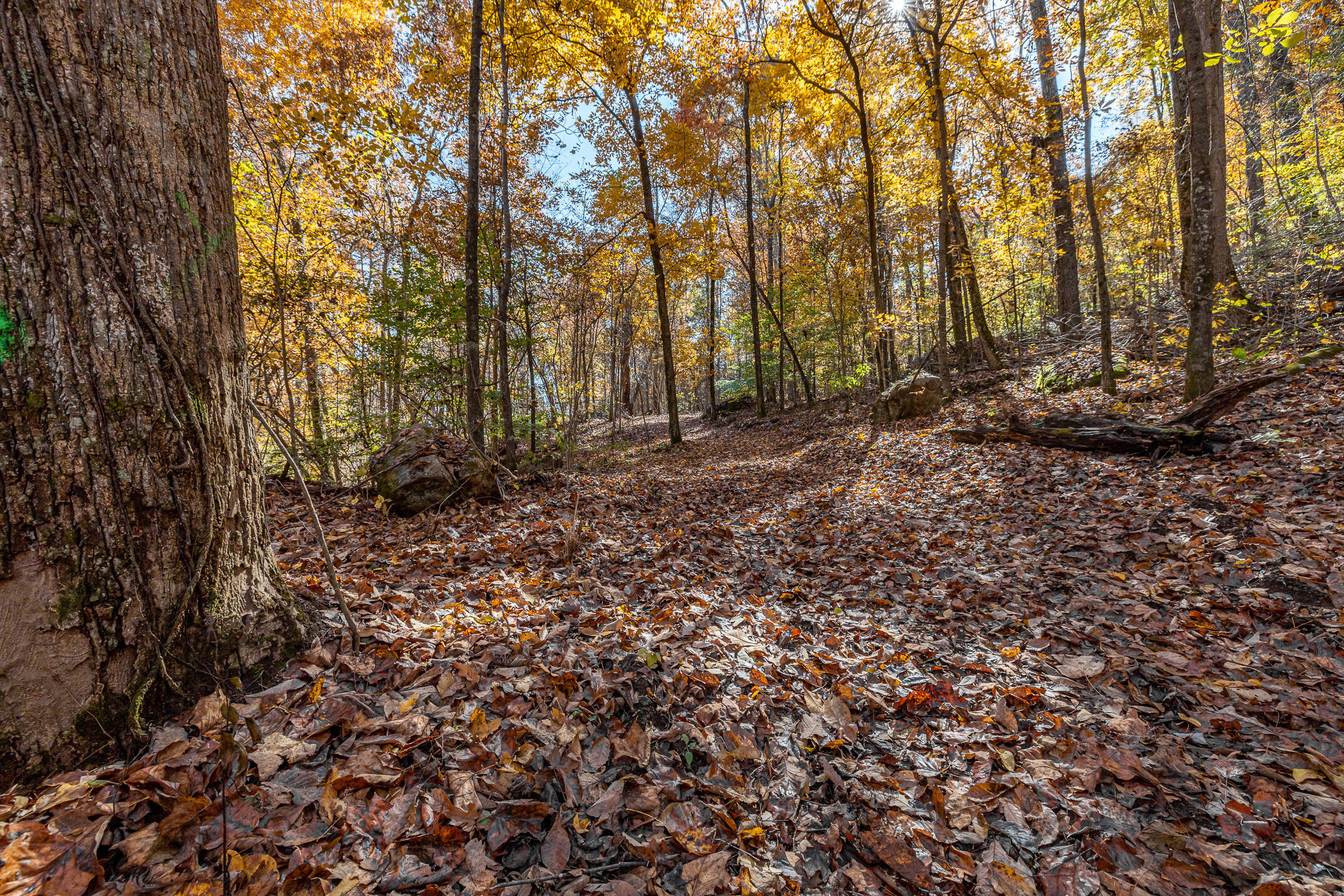 10688 Pine Hill Road McDonald, TN 37353 - Photo 20 of 49 Nature trails