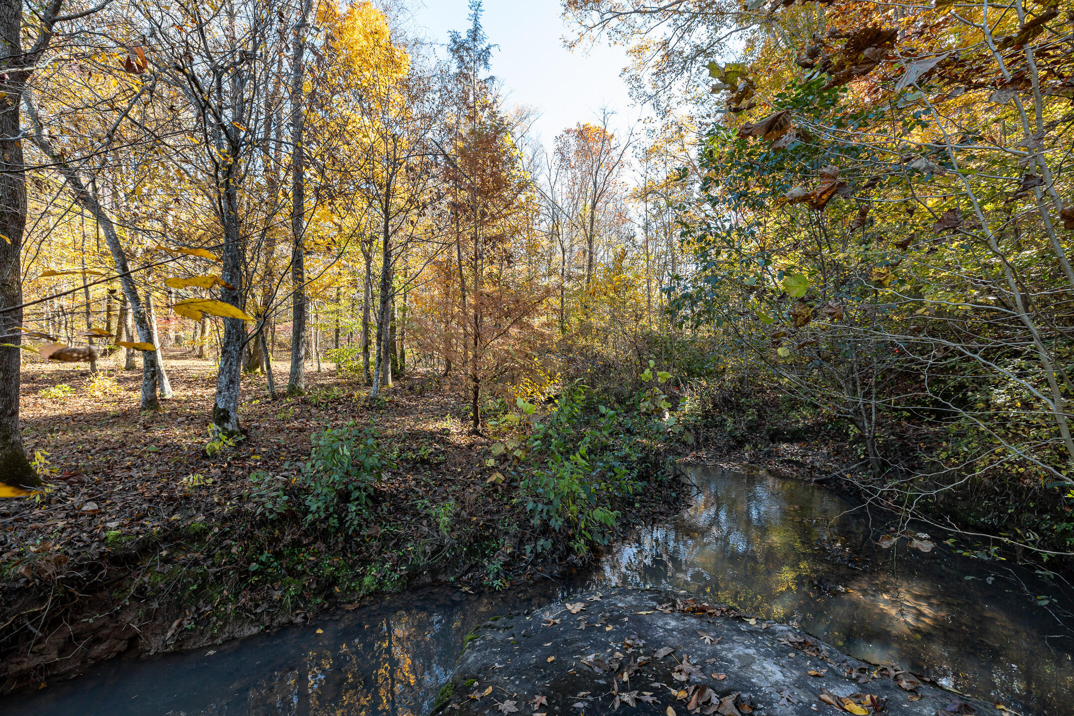10688 Pine Hill Road McDonald, TN 37353 - Photo 26 of 49 Wildlife abounds