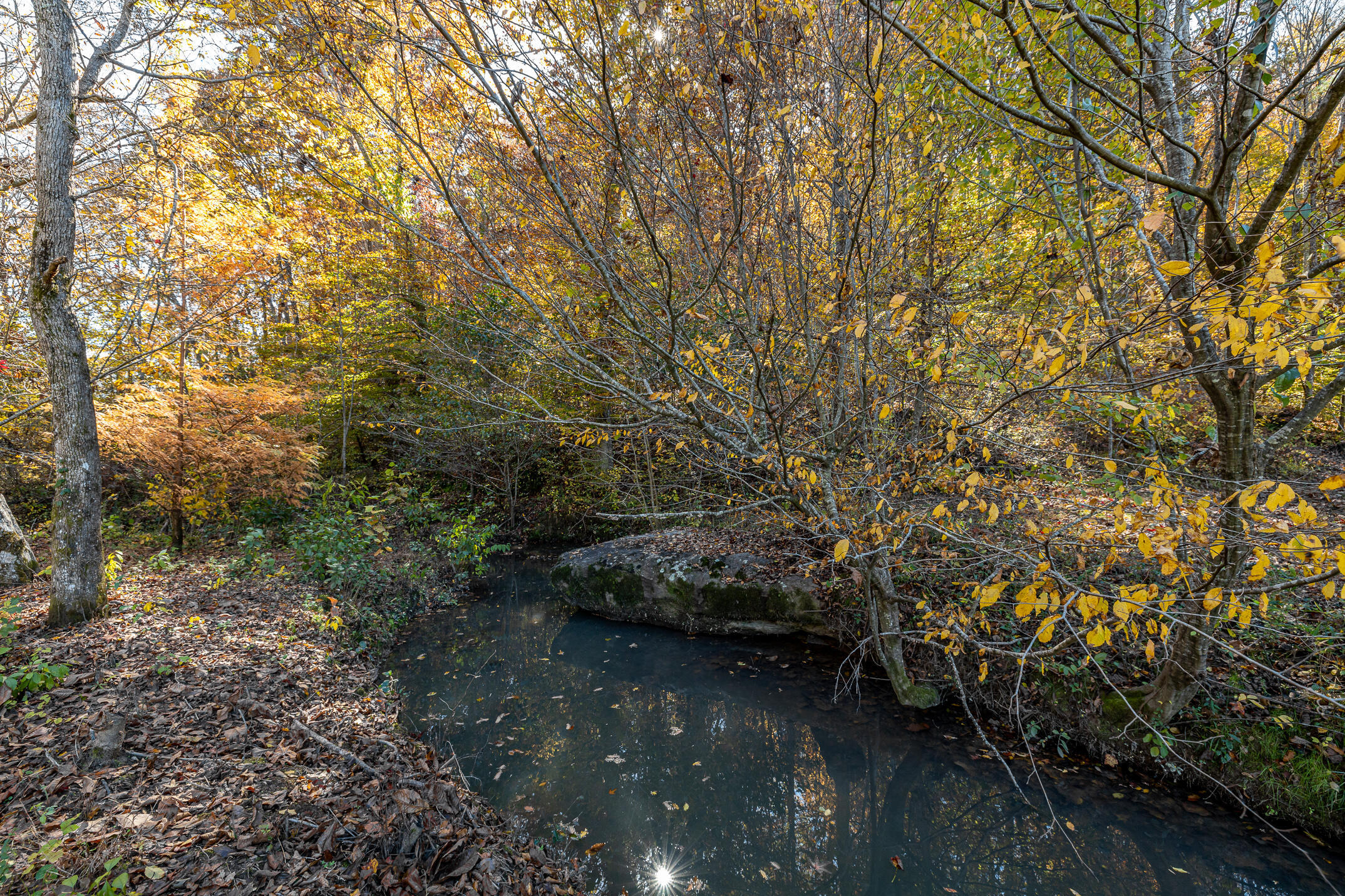 10688 Pine Hill Road McDonald, TN 37353 - Photo 28 of 49 Woods ready for exploring