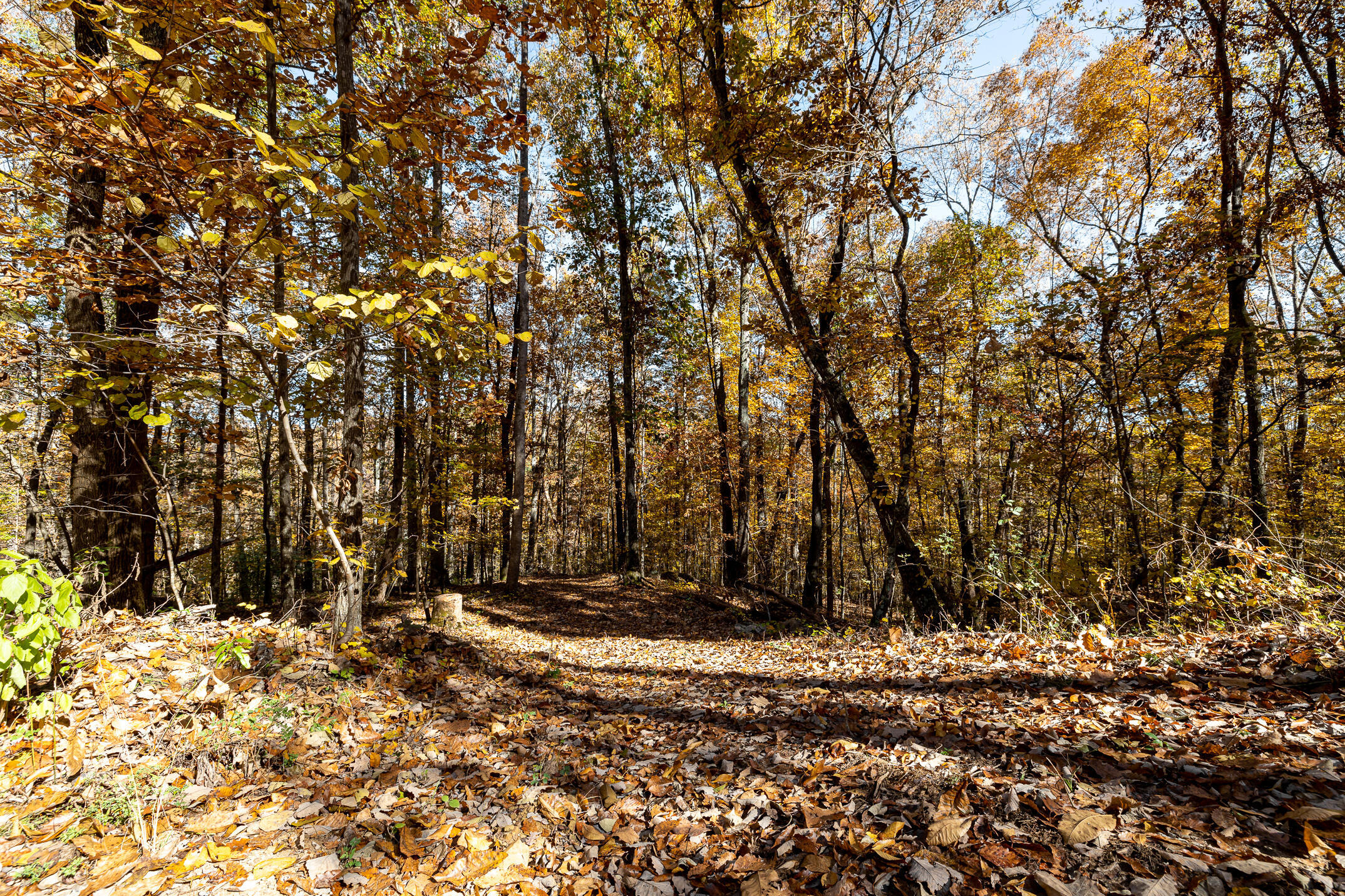 10688 Pine Hill Road McDonald, TN 37353 - Photo 34 of 49 4A8A4524