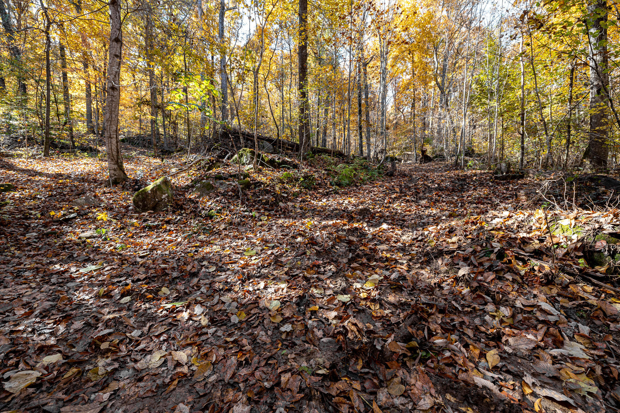 10688 Pine Hill Road McDonald, TN 37353 - Photo 36 of 49 Tranquil