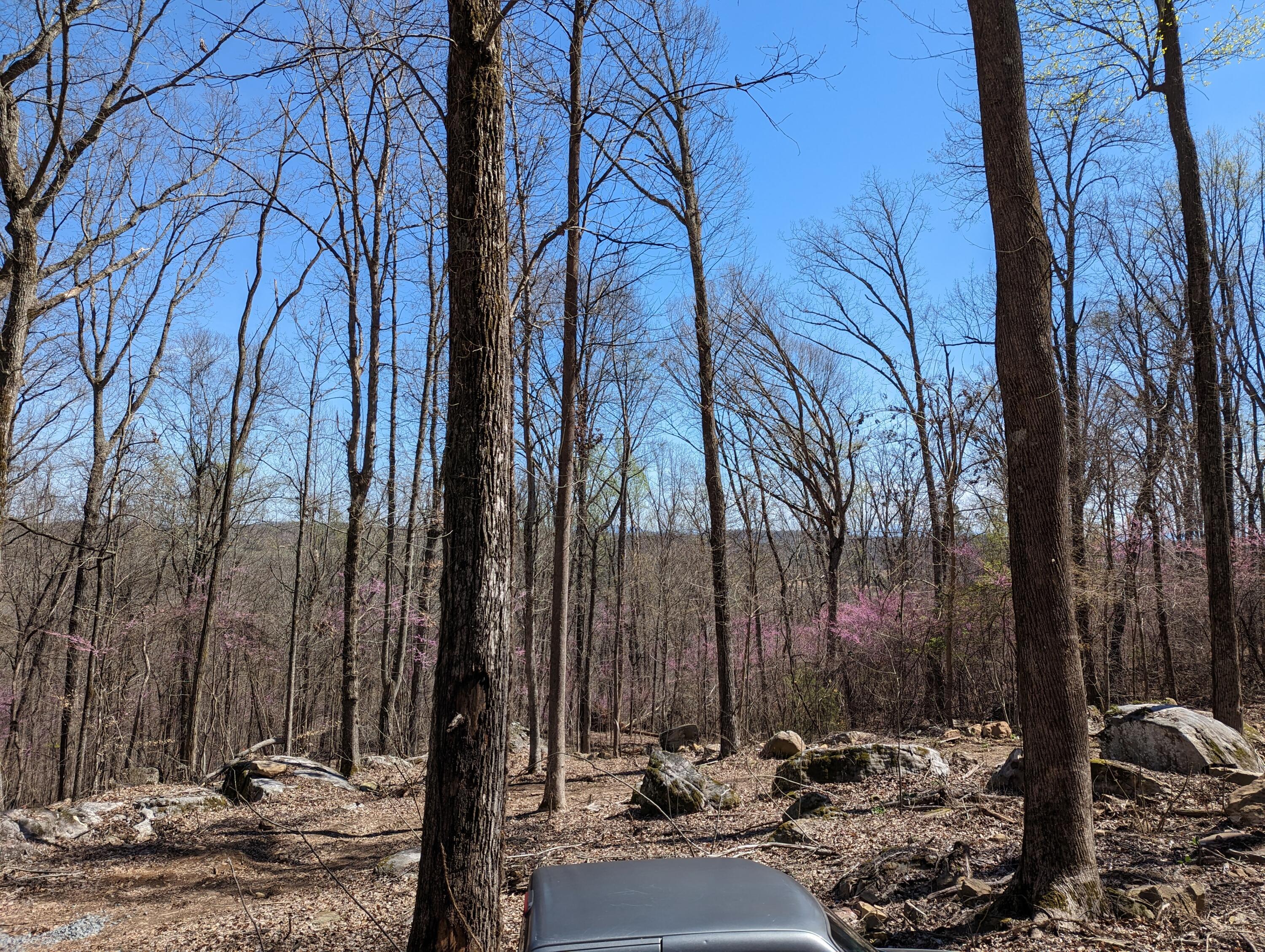 10688 Pine Hill Road McDonald, TN 37353 - Photo 9 of 49 Beautiful flat area