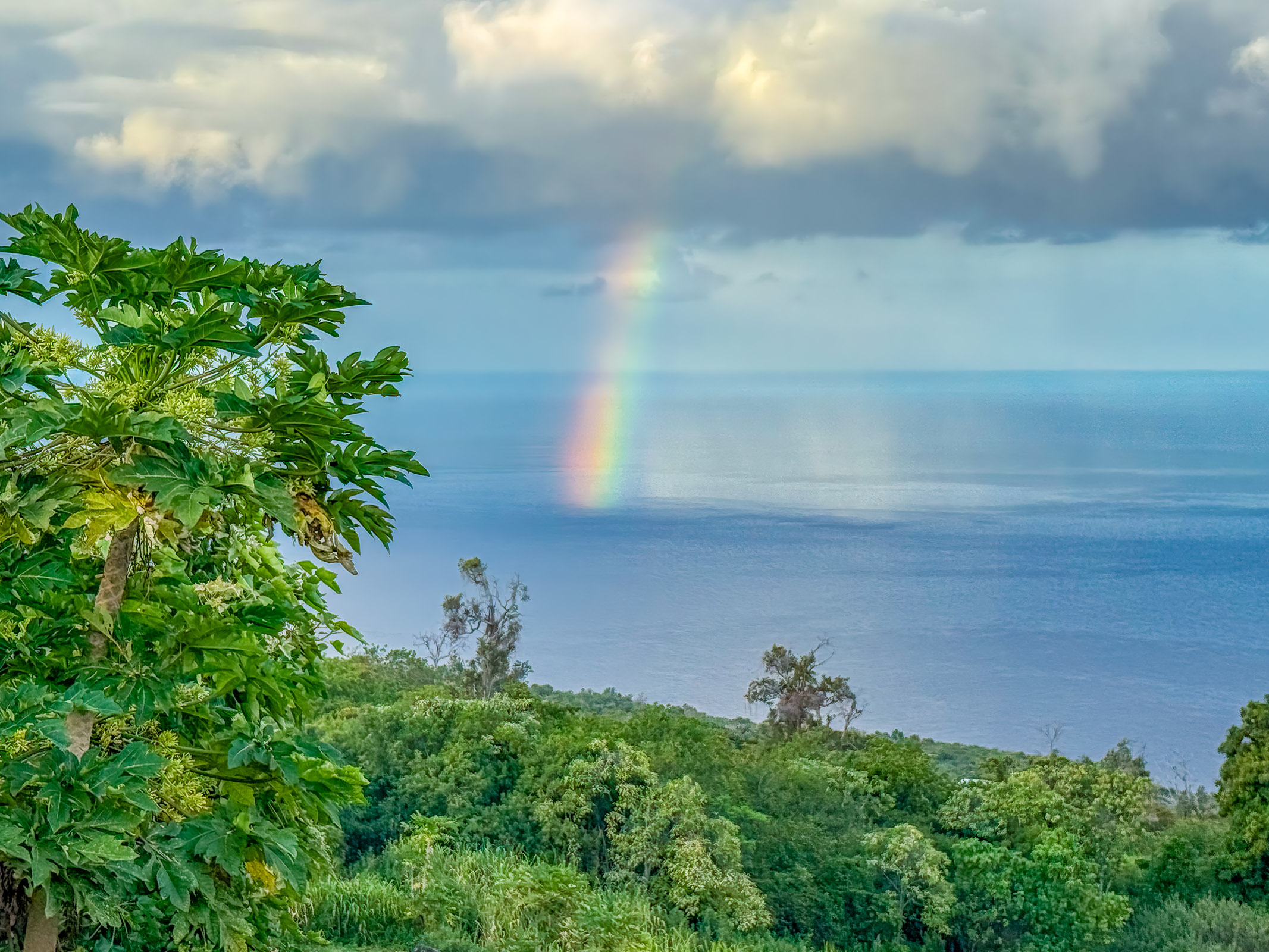 87-2793 Hawaii Belt Road Captain Cook, HI 96704 - Photo 16 of 30 a view of a garden